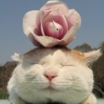 小海牛的头像-灵魂复苏前瞻资讯