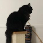 LostVayne的头像-灵魂复苏前瞻资讯